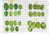 Green Amber Handmade Free Shape Cabochons